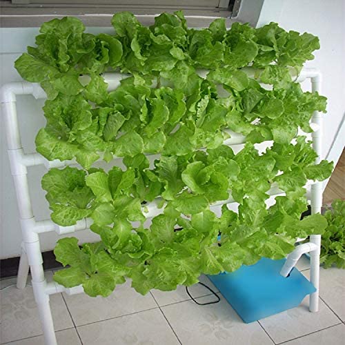 Growing Your Own Food&nbsp;Indoors