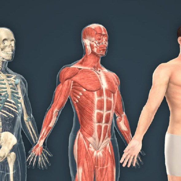 The Wonders Of The Human Body