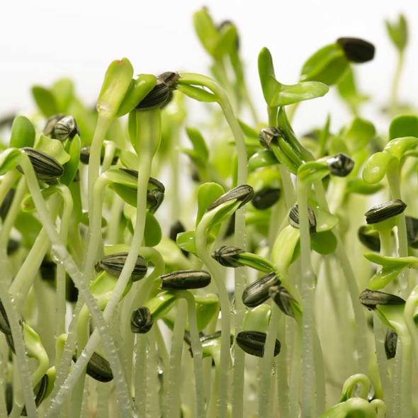 microgreens, diet, nutrition, wellness, health, happiness, weight loss, nutrients, home garden, groing indoors