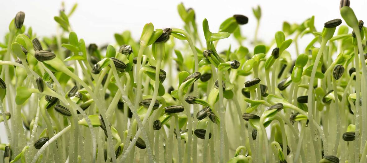 Learning About Microgreens