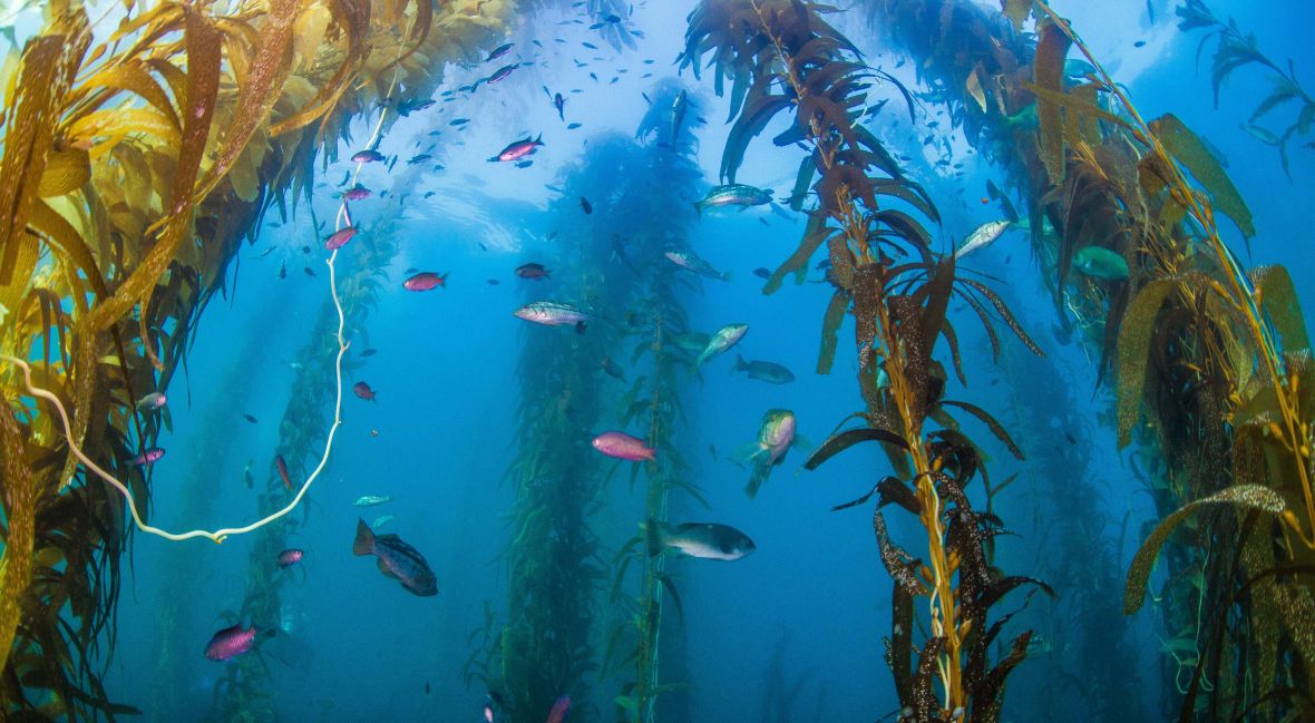 The Nutritional Benefits of&nbsp;Seaweed